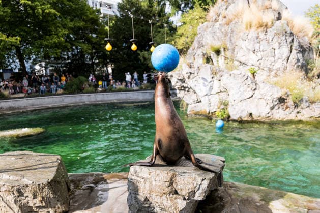 FC Köln Zootag; 01.09.2026 KÖLN, DEUTSCHLAND - SEPTEMBER 01: Ein Seelöwe balanciert einen Ball auf der Nase während dem FC Zootag am 01. September 2026 im Kölner Zoo, Köln. *** FC Cologne Zoo Day, September 1, 2026, Cologne, Germany: A sea lion balances a ball on its nose during the FC Cologne Zoo Day on September 1, 2026, at the Cologne Zoo, Cologne Copyright: xBEAUTIFULxSPORTS Wunderlx
