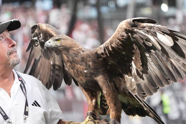 Eintracht Frankfurt Maskottchen Steinadler Attila mit Falkner Norbert Lawitschka - 06.09.2026 Bundesliga, Saison 26 27: Eintracht Frankfurt vs. FC Augsburg, Deutsche Bank Park, 2. Spieltag *** Eintracht Frankfurt mascot Attila the Golden Eagle with falconer Norbert Lawitschka, September 6, 2026; Bundesliga, 2026–27 season; Eintracht Frankfurt vs. FC Augsburg, Deutsche Bank Park, Matchday 2