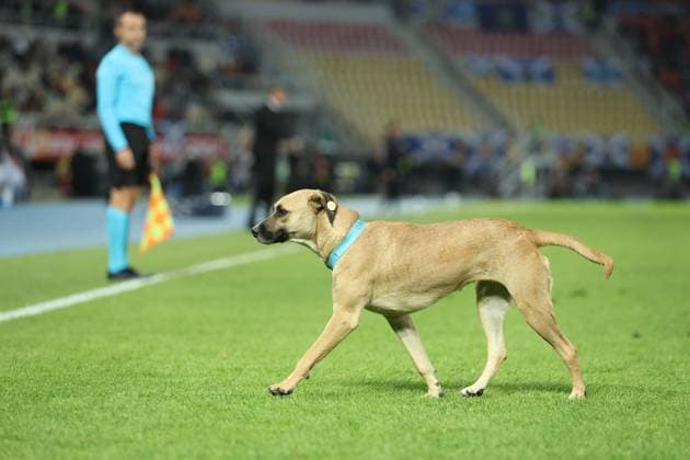 A dog invades the pitch. North Macedonia v Scotland, UEFA Nations League, Football, Nacionalna Arena Tose Proeski, Skopje, North Macedonia - 03 Oct 2026Skopje Nacionalna Arena Tose Proeski North Macedonia  Copyright: xNikolaxKrstic Shutterstockx 17184131bn
