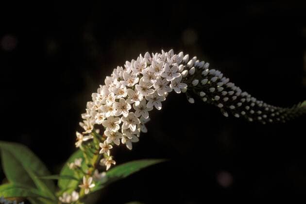 Schneefelberich (Lysimachia clethroides)