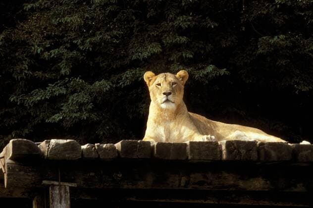 Löwe im Safaribereich des Parco Natura Viva nahe des Gardsees
