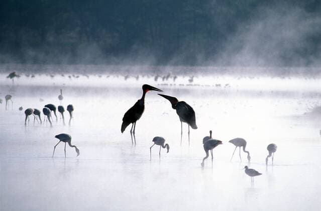 Marabus (Leptoptilos crumeniferus) und Flamingos (Phoenicopterus ruber) in einer heißen Quelle am Elementeita-See in Kenia