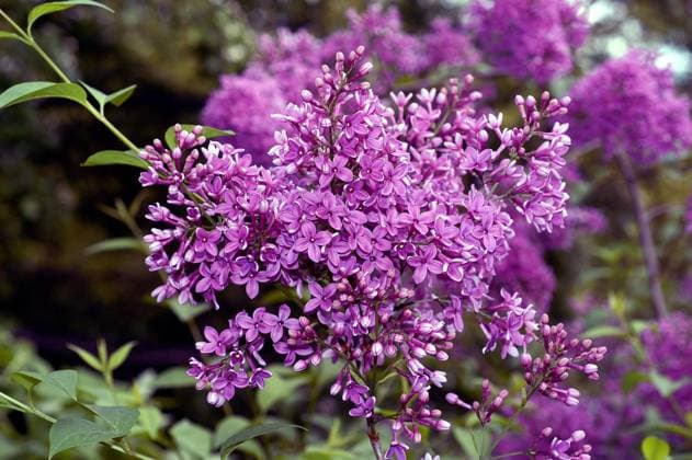 Fliederblüte (Syringa vulgaris)