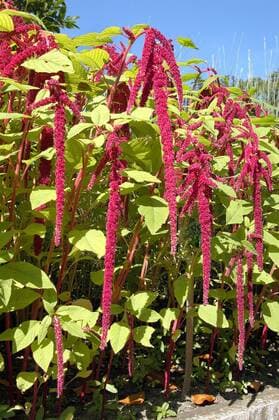 Blühender Garten-Fuchsschwanz (Amaranthus caudatus)