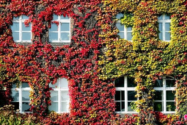 Weinberankte Hausfassade in Berlin