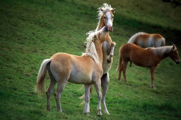 Spielende Haflinger-Hengste