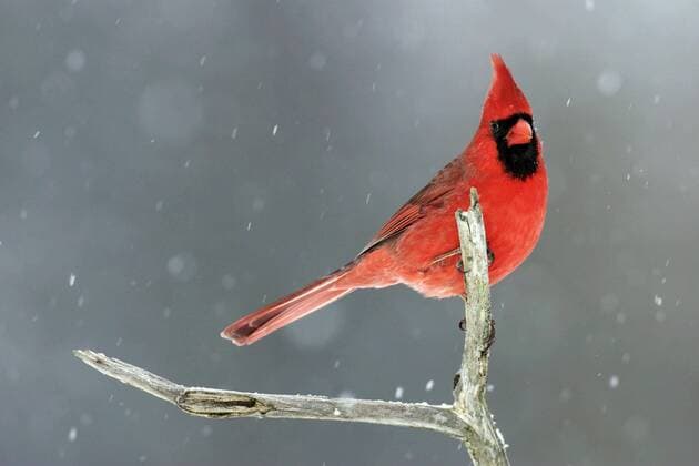Roter Kardinal (cardinalis cardinalis) bei leichtem Schneefall auf Ast in Michigan - USA