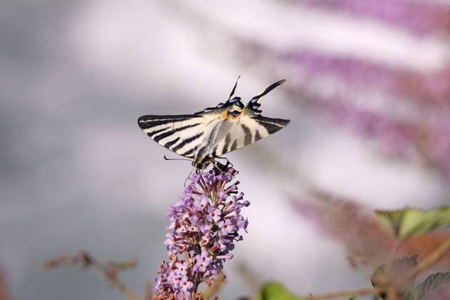 Segelfalter (Phiclides podalirius) auf einer Flieder (Syringa) bei Courchevel