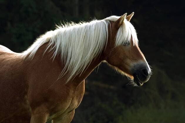 Haflinger