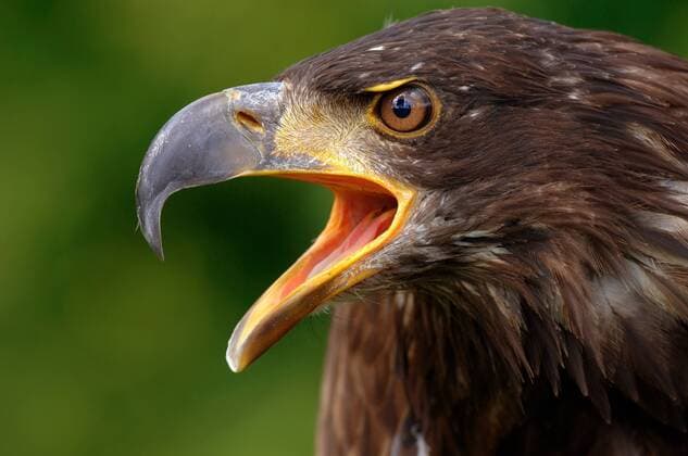 Weißkopfseeadlerjungtier (Haliaeetus leucocephalus)