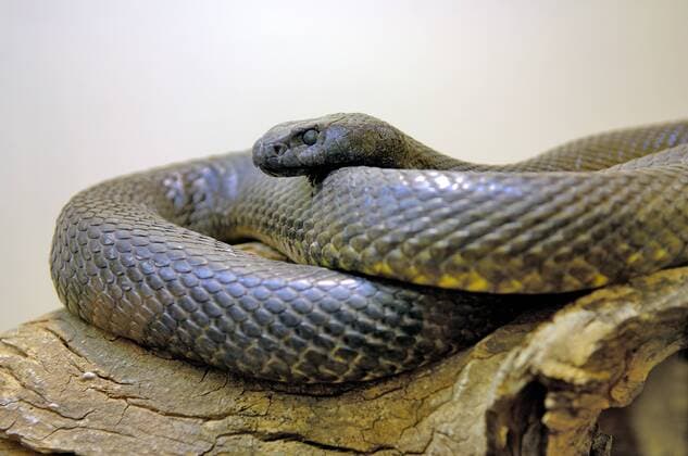 Inlandtaipan (Oxyuranus microlepidotus) - die giftigste Schlange der Welt - Australien