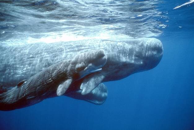 IMAGO Nature: Unsere Erde, Naturschutz, Naturschutzgebiete in Südamerika Mutter und Kind - Pottwale (Physeter macrocephalus) im Atlantik  dds0093