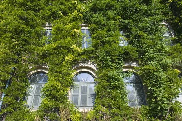 Schlingknöterich (Fallopia baldschuanica) an der Fassade eines Schlosses