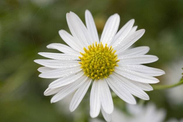 Blüte der Schönaster (Kalimeris incisa), Akarp - Schweden