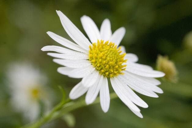 Blüte der Schönaster (Kalimeris incisa), Akarp - Schweden