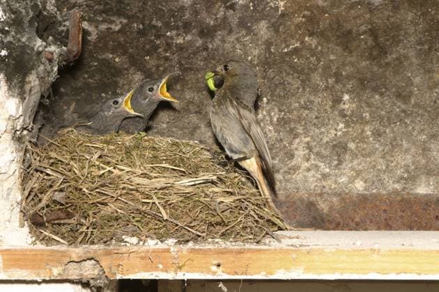 Junge Hausrotschwänze (Phoenicurus ochruros) werden von ihrer Mutter im Nest gefüttert
