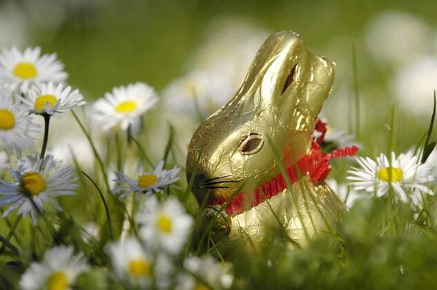 Schokohase von Lindt auf einer Wiese zwischen Gänseblümchen