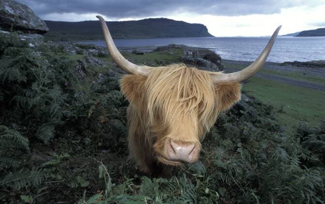 Schottisches Hochlandrind (Bos taurus) beim Fressen in Schottland (ibxred00165316)
