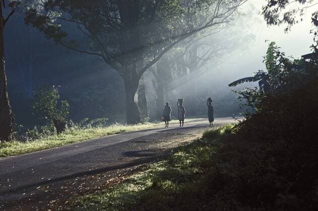 Morgennebel liegt über einer Straße in Ranomafana - Madagaskar - (iblmsi00165352)