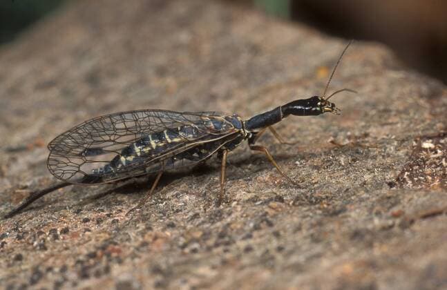  Kamelhalsfliege (Raphidioptera) - iblmak00167919
