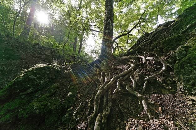 Freiliegende Wurzeln eines Ahornbaumes im Zauberwald bei Lichtenstein