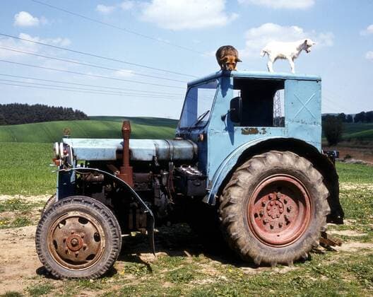 Ziege und Hund stehen auf einem alten, ausrangierten Mercedes-Traktor auf einem Feld in Mecklenburg-Vorpommern