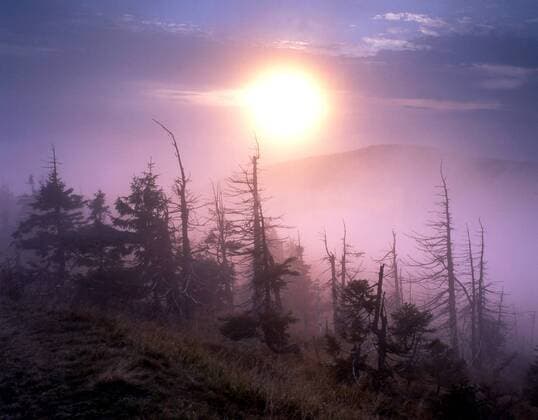 Sonnenuntergang im Nebel über den abgestorbenen Bäumen der Kammlagen im Riesengebirge
