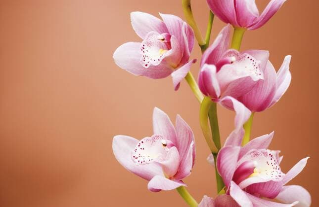 Blüten einer rosafarbenen Orchidee vor braunem Hintergrund