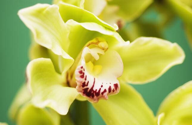 Blüte einer Orchidee vor grünem Hintergrund