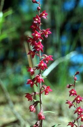 Braunrote Stendelwurz (Epipactis atrorubens) in Jurmala