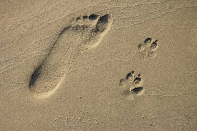 Abdruck eines Fuße und Hundepfoten im Sand