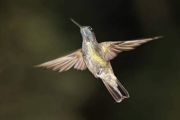 Kolibri (Trochilidae) in Costa Rica ibxmsi00233981