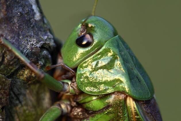 Warzenbeißer (Decticus verrucivorus)