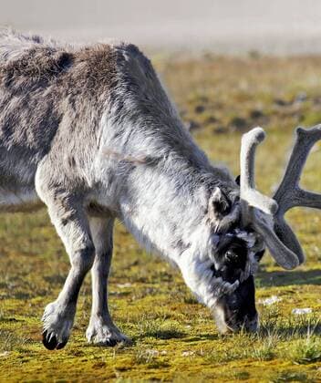 Grasendes Rentier (Rangifer tarandus) in Spitzbergen - Norwegen