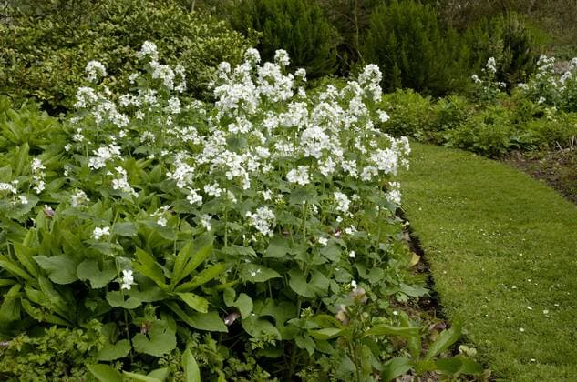 Blühende Nachtviole (Hesperis matronalis)