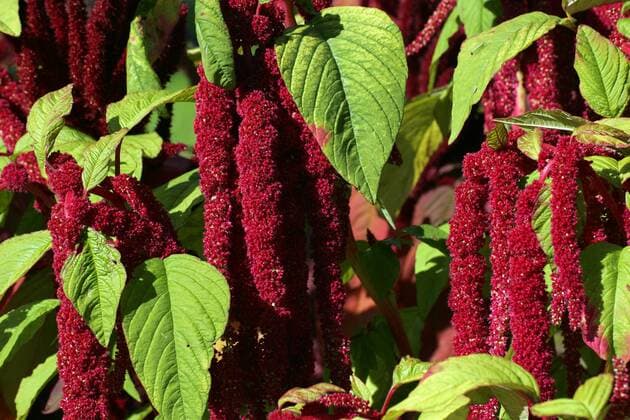  Fuchsschwanz (Amaranthus caudatus ibxjdc00303245