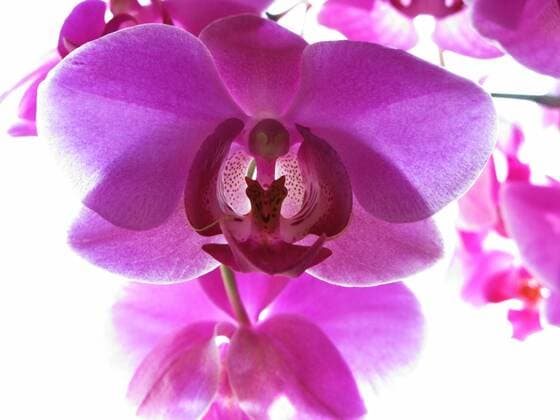Orchidee