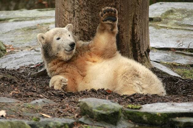 Tach auch! - Eisbär Knut grüßt seine Fans im Berliner Zoo