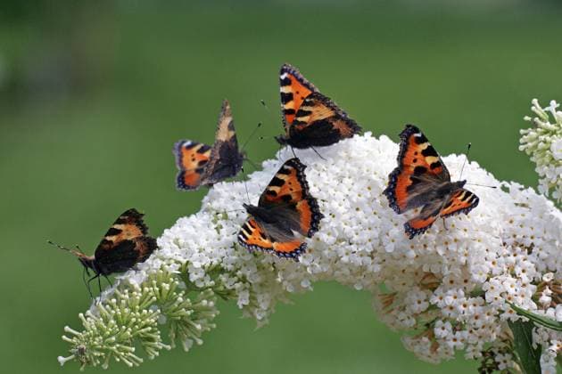 Kleine Füchse (Aglais urticae) auf der Blüte eines Schmetterlingstrauches (Buddleja davidii) - ibljdc00152584