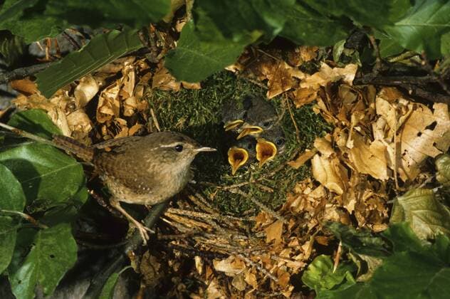  Zaunkönig (Troglodytes troglodytes) mit Küken im Nest (ibxhlu00569013)