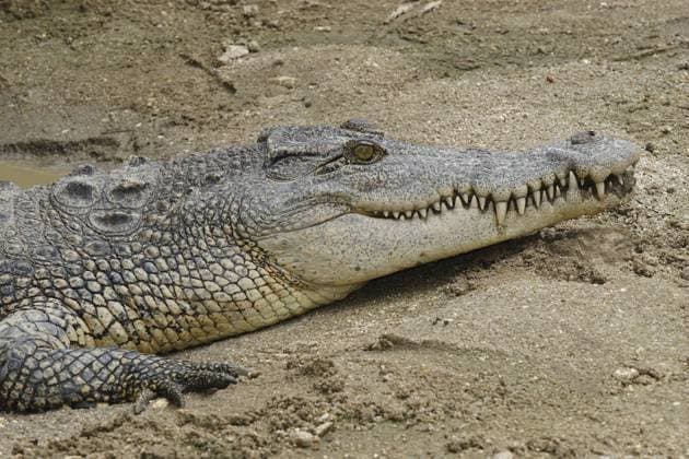 Siam-Krokodil (Crocodylus siamensis) im Khao Yai Nationalpark - Thailand iblaro00573849