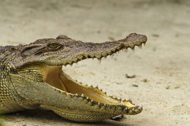 Siam-Krokodil (Crocodylus siamensis) im Khao Yai Nationalpark - Thailand iblaro00573840