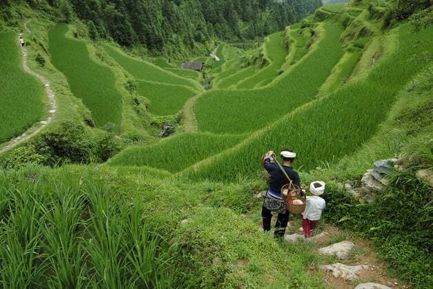  Frau und Kind auf den Reisterrassen von Tang An in der Provinz Guizhou - (iblolf00598933)