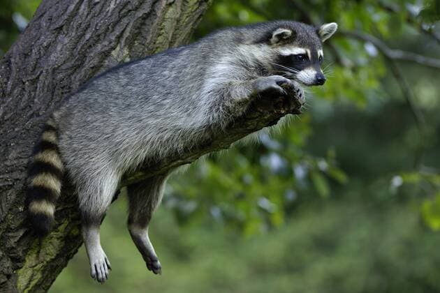 Waschbär (Procyon lotor) entspannt auf einem Baum