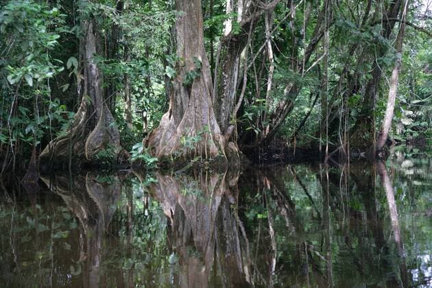 Kamuni Fluss im Regenwald von Guyana (iblheh00610798)