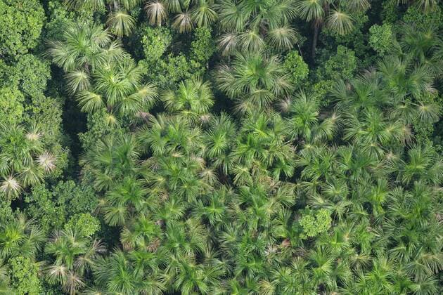 Kokos-Plantage im Regenwald von Guyana (iblheh00611937) !ACHTUNG LUFTAUFNAHME 100% HONORARAUFSCHLAG!