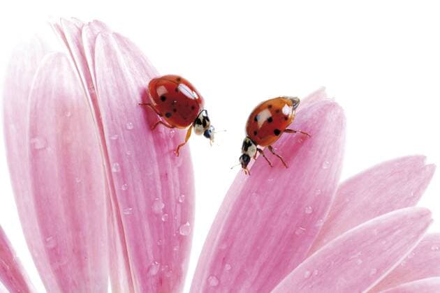 Asiatische Marienkäfer (Coccinellidae) auf Blütenblättern der Gerbera ibxodh00618895
