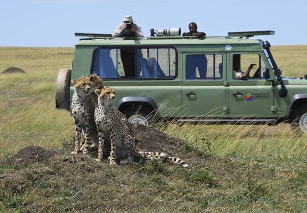 Gepardengruppe (Acinonyx jubatus) vor einem Fotograf mit Kamera im Safarijeep, Masai Mara National Reservat (ibxmox00610510)