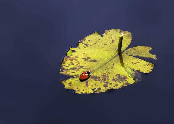 Marienkäfer schwimmt auf Seerosenblatt- ibxrrw00609675