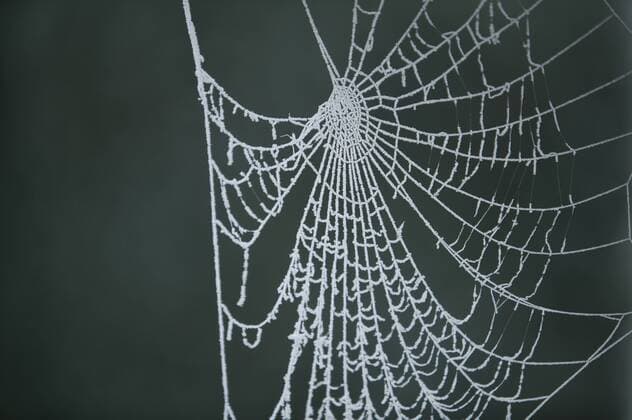  Mit Raureif bedecktes Spinnennetz - ibxjro00625358
